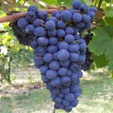 sangiovese