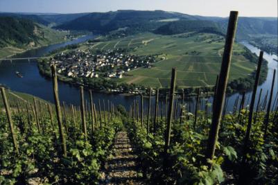 mosel