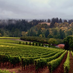 oregon-wine-vineyards-400x400