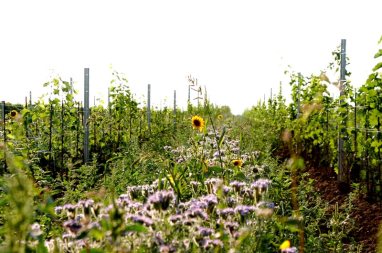 thelivingvine-meinklang-2